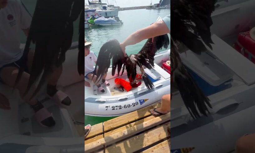 Guys Rescue Vulture From the Sea