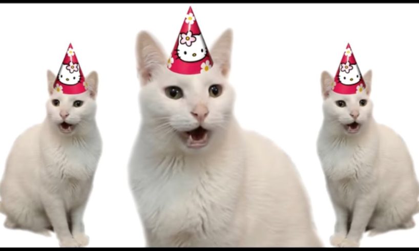 HAPPY BIRTHDAY FROM THE CATS