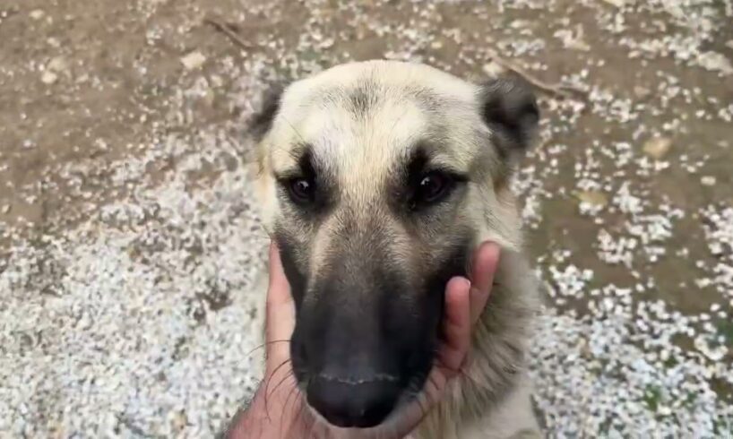 Happy Valentine’s Day❤️I found solution for 3 chain mixed shepherds and they are happy ❤️Βρήκα λύση