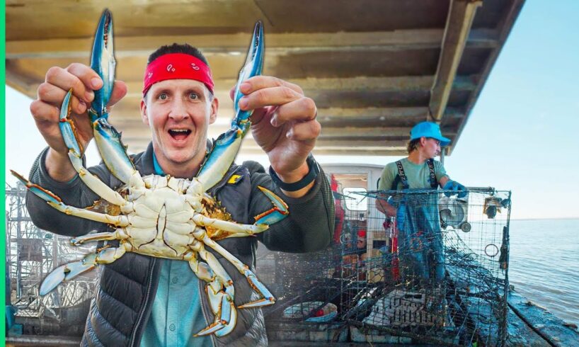 How Maryland Crabbers Trap Edible Gold!!