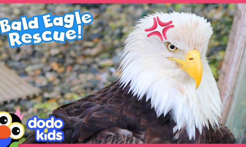 Hurt Eagle Needs A Whole Team Of Rescuers To Help Her Get Flying Again | Dodo Kids | Rescued!