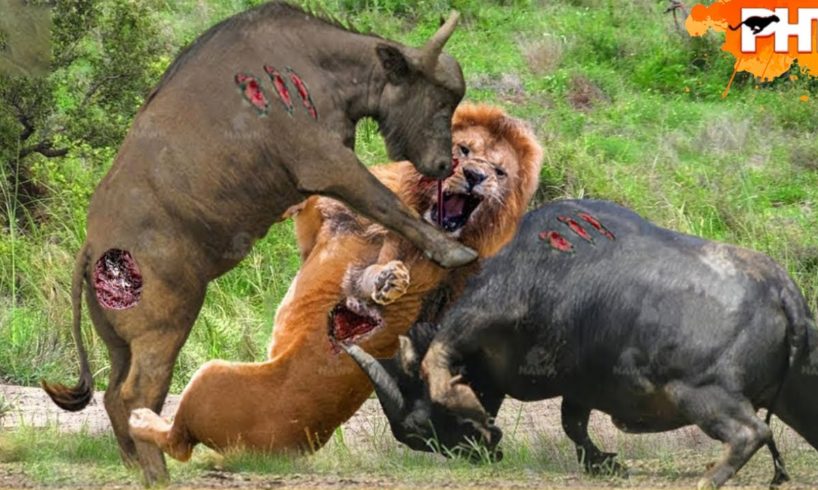 Lion Made Big Mistake When Confronting Strongest Animals In World, This Is What Happened