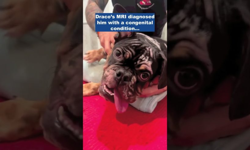 Little bulldog can't use his hind end due to a congenital condition