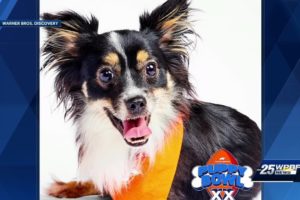 Local animal rescue group in national spotlight on Super Bowl Sunday