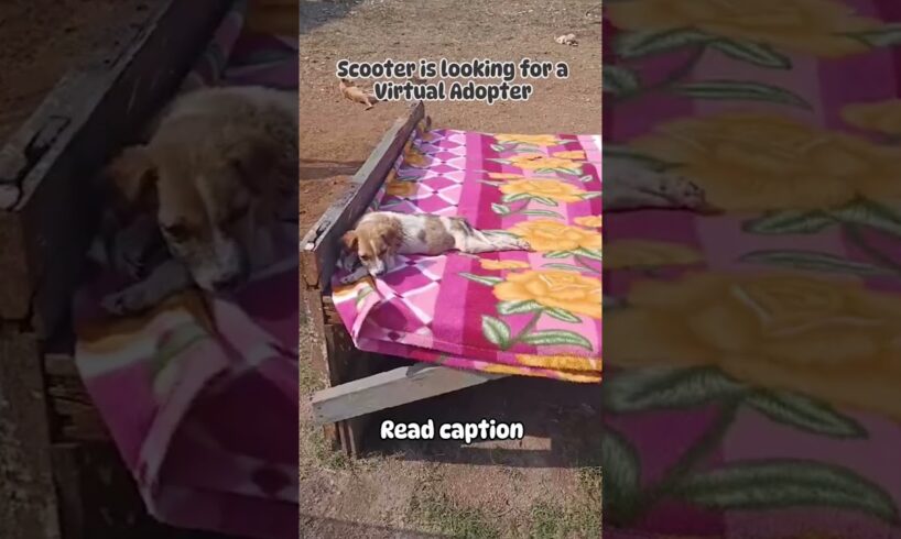 Looking for a virtual adoption #shorts #shortvideo #animals #rescue  #animallover #animalrescue