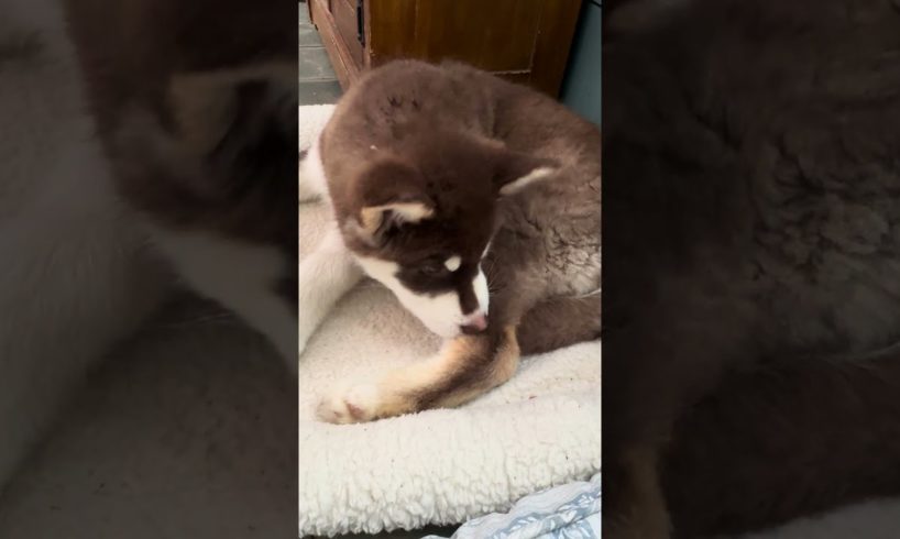 🐾Malamute Pup Gets The Itch 🐾 #malamutepuppy #alaskanmalamute #cute #puppies #doggo #pets