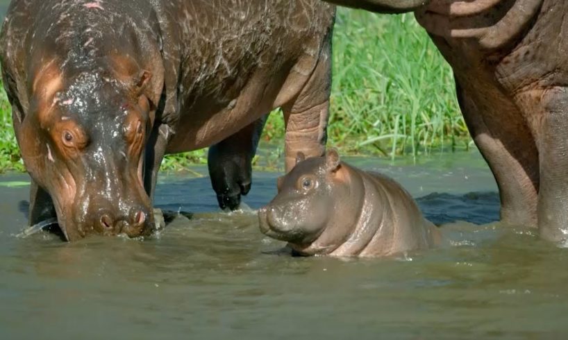 Mother Hippo Fights to Protect Her Calf | Natural World | BBC Earth