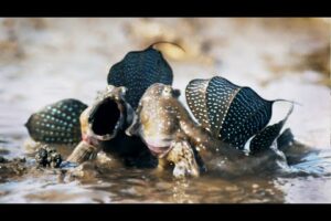 Mudskippers: The Fish That Walk on Land | Life | BBC Earth