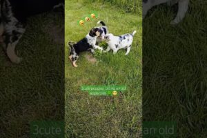 My 3 #cute #puppies#shortvideo #cute #shortfeed #border collie half breed#youtubeshort #playtime