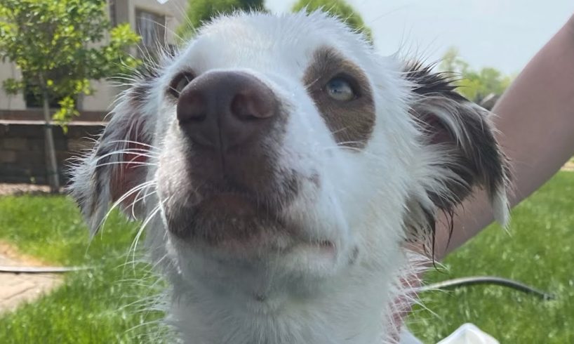 Mystery surrounds this dog found on street