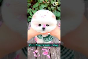 Pomeranian dog problem | Cute puppies | Cute funny dog video #viral #shorts #youtube #video #cutedog