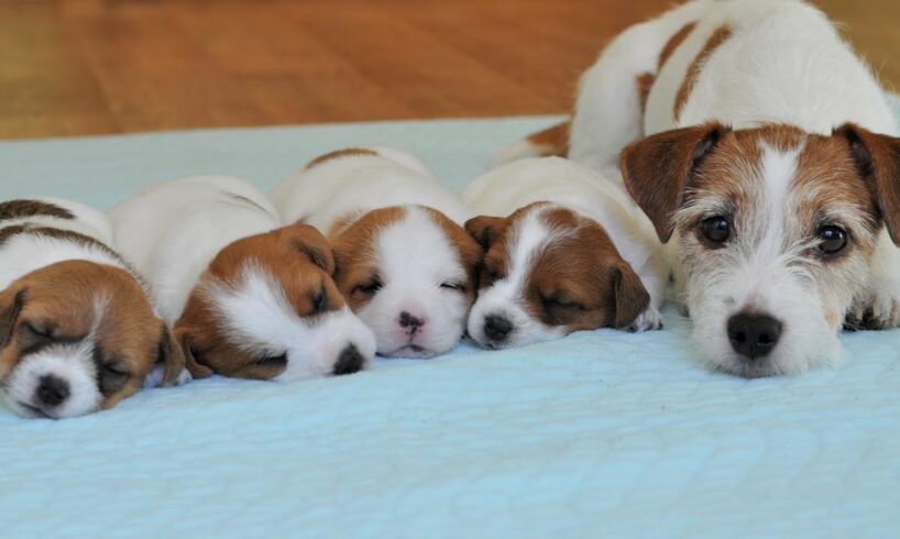 Puppies 25 days. Jack Russell Terrier PUPPIES / cute puppies / cute puppy / funny dog