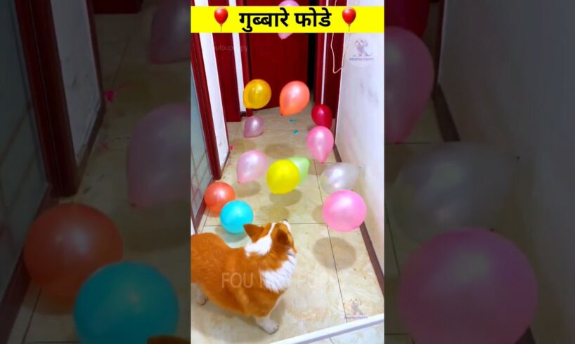 Puppy Popping balloons 🎈 Cute funny puppy | puppy with balloon #balloonchallenge #balloons #petcare