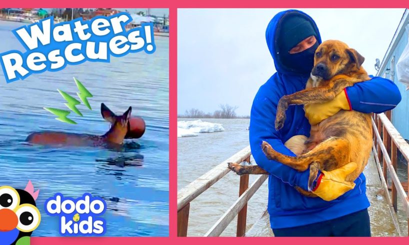 Rescuers Brave Deep Water To Save Trapped Animals | Dodo Kids | Rescued!