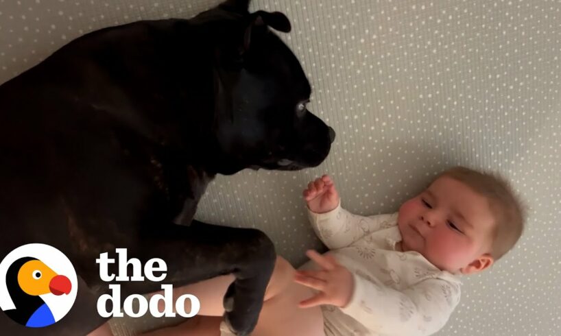 Staffy Doesn't Know How To Feel About His Baby Brother | The Dodo