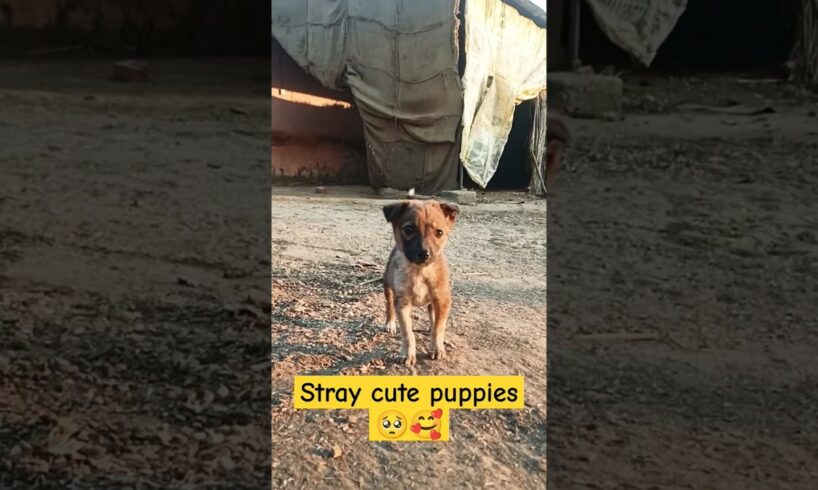 Stray dog cute puppies 🥺🥰||#straydogs #doglover #youtubeshorts#viralshorts