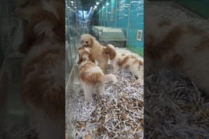 The Cutest 💖🥰 PUPPIES 🐶 in a Dog 🐕 Shelter 💖💙🧡💜💛👍👌💚, cute animals, dog videos #subscribe #shorts