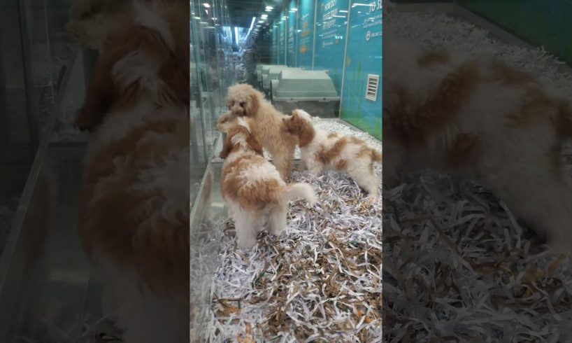 The Cutest 💖🥰 PUPPIES 🐶 in a Dog 🐕 Shelter 💖💙🧡💜💛👍👌💚, cute animals, dog videos #subscribe #shorts