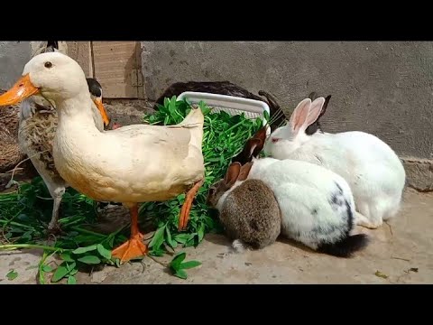 The most beautiful animals playing,Smart Bunnies,Cute Ducks and Funny cute Rabbits 🥬🐇