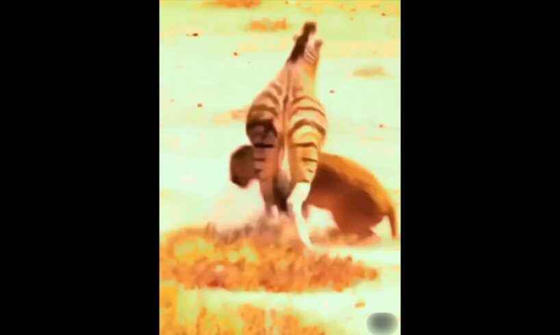 The zebra fights with the lioness and saves himself #animals #zebra