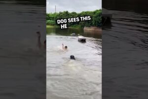 This dog rescues this man from a horrible situation 🥹 🙏 #shorts