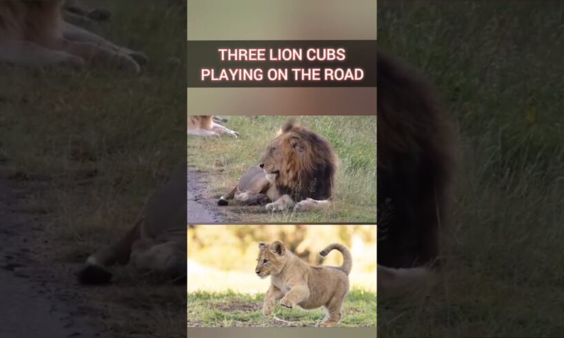 Three Lion Cubs Playing On The Road #shorts#animals #viral#ytshorts