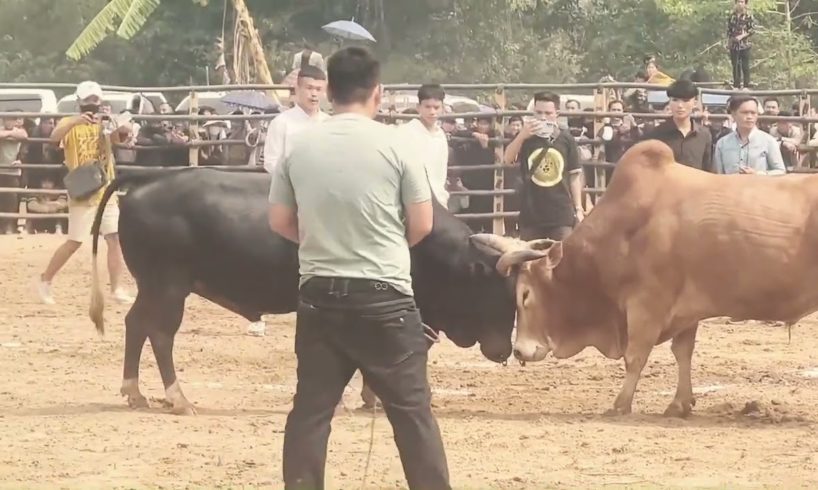 Thrilling Bull Fighting Moments: Must-watch Compilation!