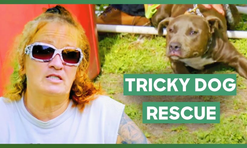 Tia's Team Rescues A Terrified Dog From A Shed | Pit Bulls & Parolees