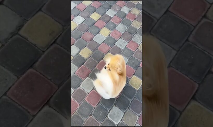 Tiny Pup Braves Windy Weather