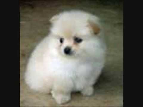 Top 10 Cutest Dogs!