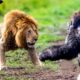 Top 5 Greatest Animal Fights Caught On Camera