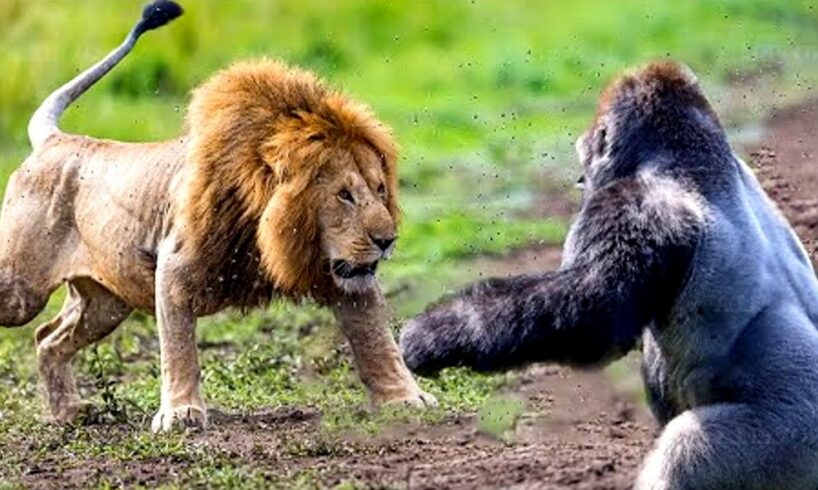 Top 5 Greatest Animal Fights Caught On Camera