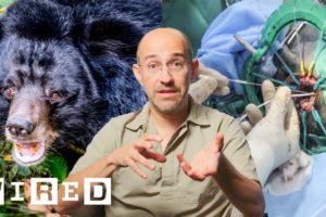 Vet Breaks Down How He Did Brain Surgery on a Bear | WIRED