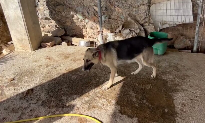 We brake the chains ⛓️ Freedom for 2 dogs that was locked for years in a chain (6 years)!Ελευθερία