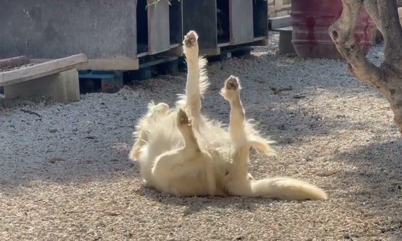 What a hard life in Takis Shelter! Siesta time ! 🥰😇 Τι δύσκολη ζωή!  Ωρα ξεκούρασης !