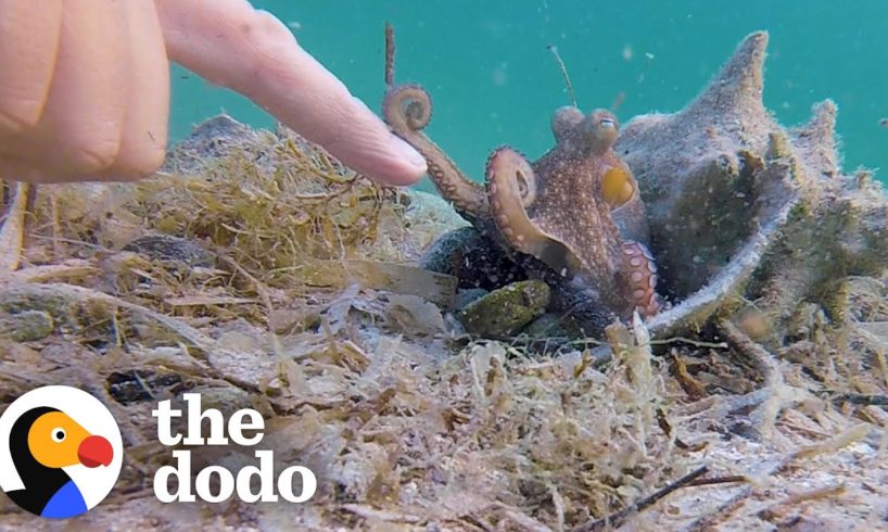 Wild Octopus Is Always Excited To See His Human Best Friend | The Dodo Wild Hearts