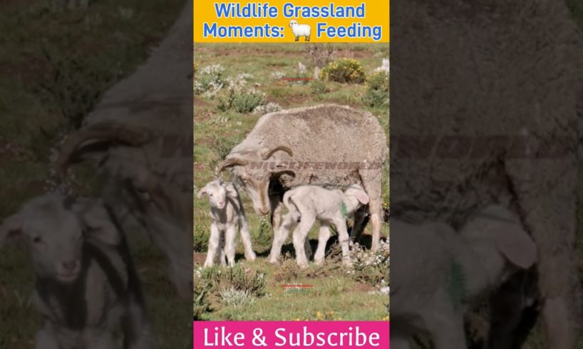 Wildlife Grassland Moments: 🐑 Feeding #Nature #Wildlife #Grassland #shorts