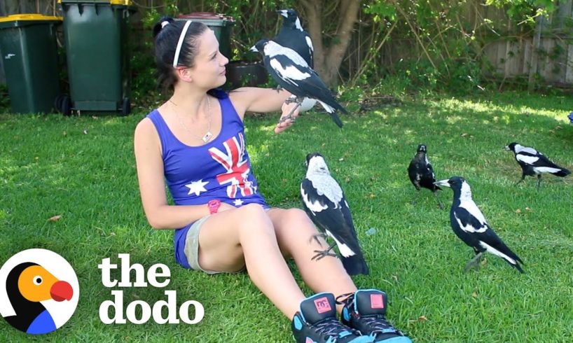 Woman Gives Toys to a Wild Magpie — and He Invites His Friends Over to Play | The Dodo Wild Hearts