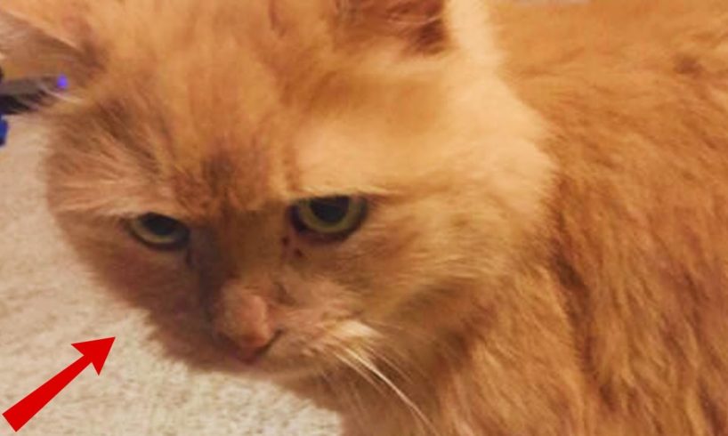 Woman Requests Shelter's Least Adoptable Cat After Overcoming Devastating Events"