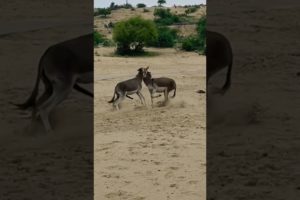 #animals #donkey #youtubeshorts #shortvideo #janwar #jungle