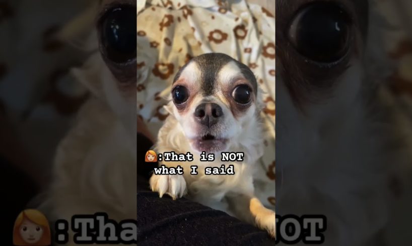 🤣🐾#chihuahua #funny dogs #funny dog videos #cute puppies