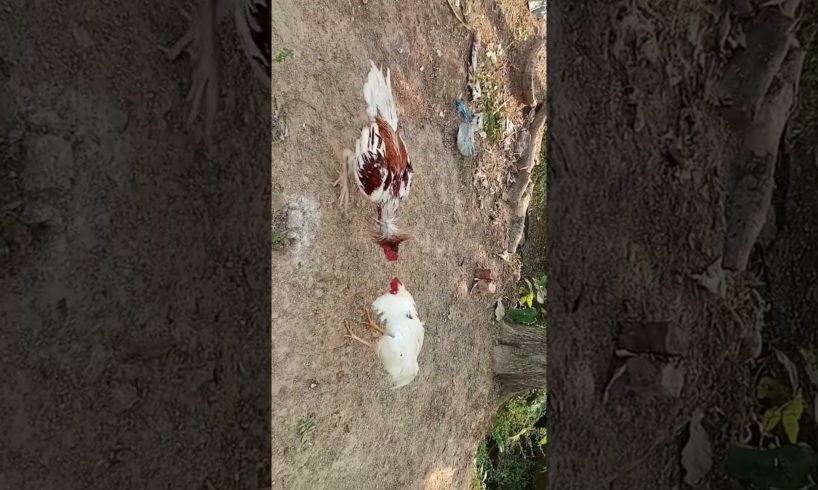 cock fight.. 🐓🐓