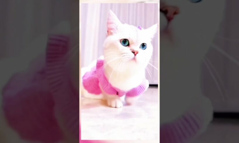 cute cat 😺#catlover #cutest #cat # youtubeshort.