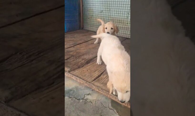 cute puppies golden retriever 🐶🐕#shorts #youtubeshorts #goldenretriever #short #viral