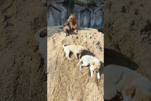 cute puppies on sand #cutepuppies #kukur #dogitization #labrador