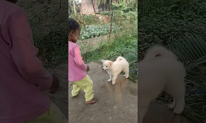 cutest puppy barking🐶🐕😘😍🤗❤ beautiful brown puppy🐶🐕😍🤗❤ #happy #puppy #trending #shorts #viral