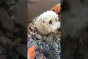 earthquake rescues 10M views... 4 hours ago.Little dog rescue in Turkey ☺️ #dogs #shortvideo #short