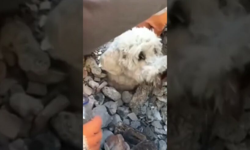 earthquake rescues 10M views... 4 hours ago.Little dog rescue in Turkey ☺️ #dogs #shortvideo #short