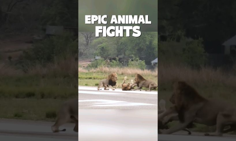 epic animal fights