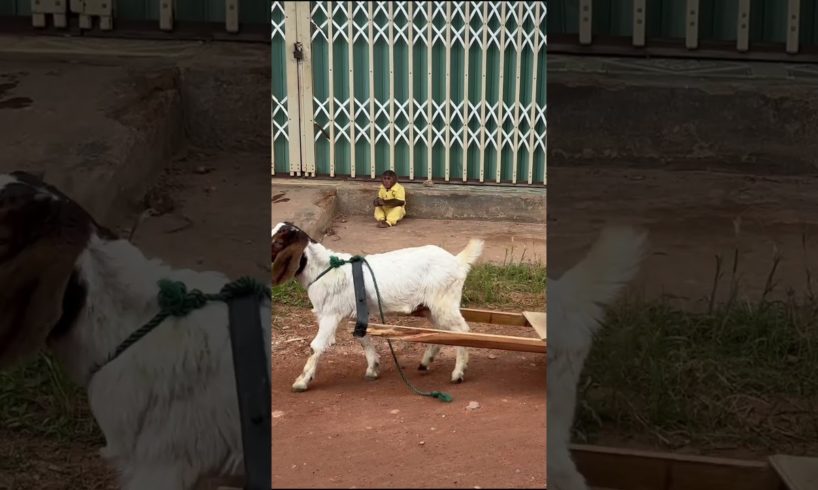 goat rescues cutis from go market #cutis #monkey #babymonkey #cutisfamily